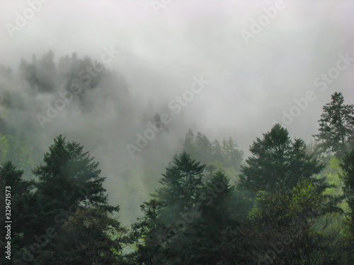 Mountain forest in mist - Pieniny