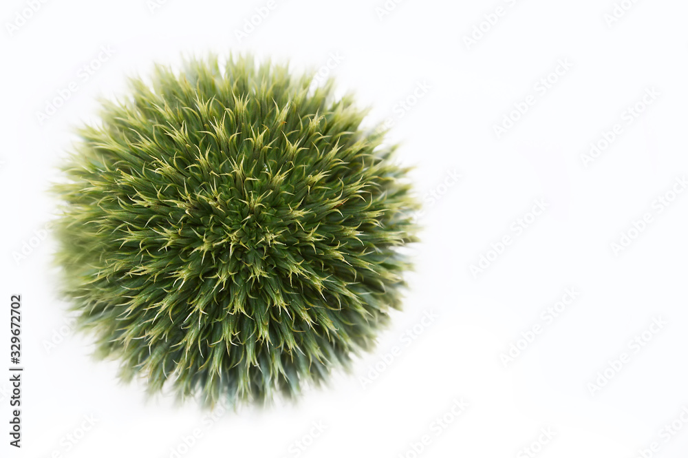 Globe thistle (Echinops) isolated on white background Globe thistle (Echinops) isolated on white background