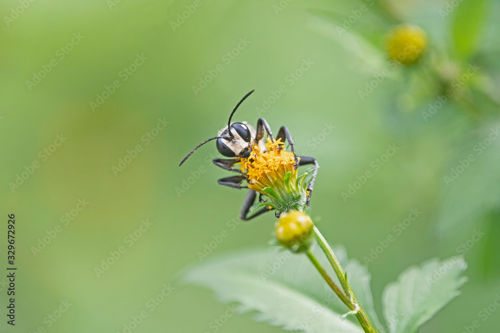 Wasp holding tight to yellow wild flower. Wasp holding tight to yellow wild flower.
