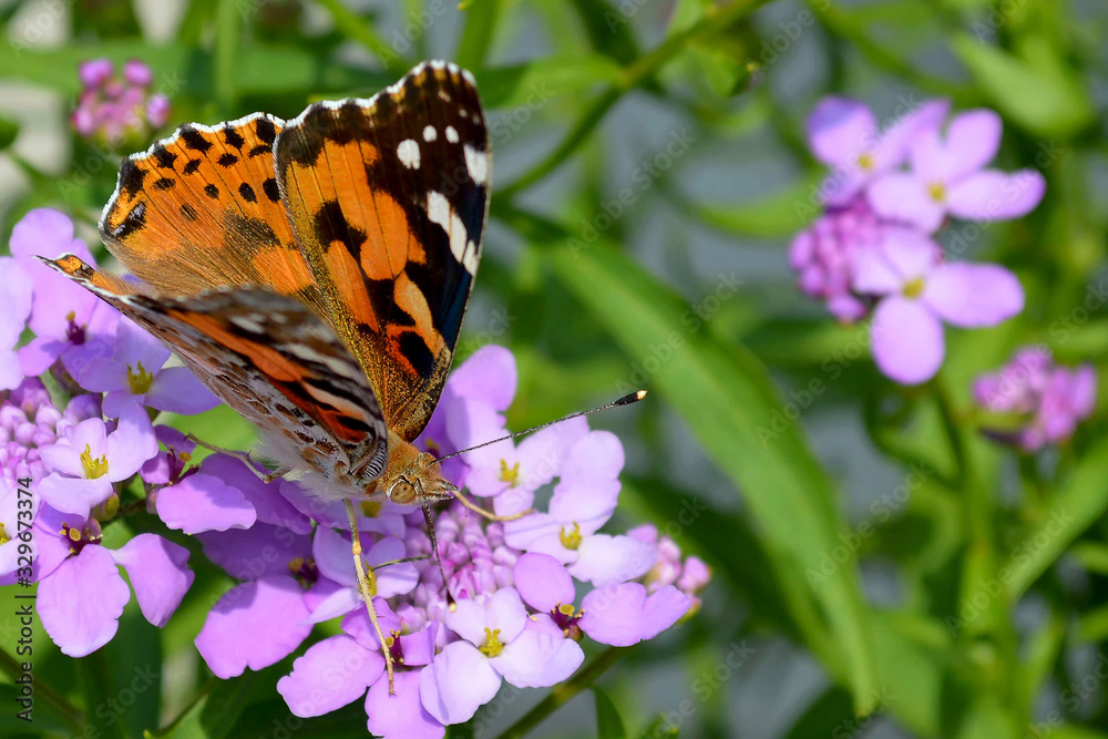 Obraz premium Painted lady (Vanessa cardui) butterfly on candytuft flower
