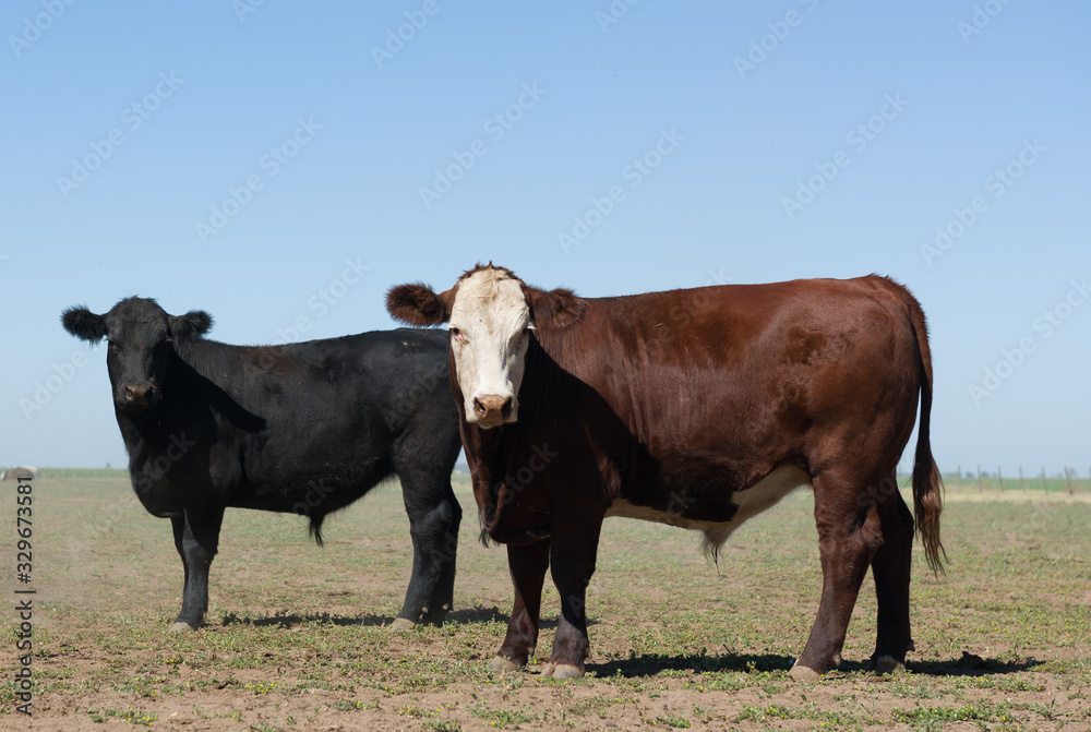 Herd of young cows