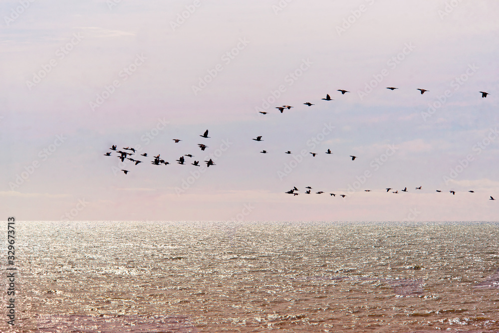 Flock of birds , flamingos , flyin on the sea , Argentina     
