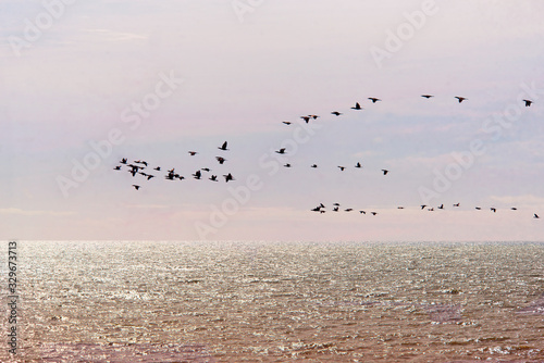 Flock of birds   flamingos   flyin on the sea   Argentina     