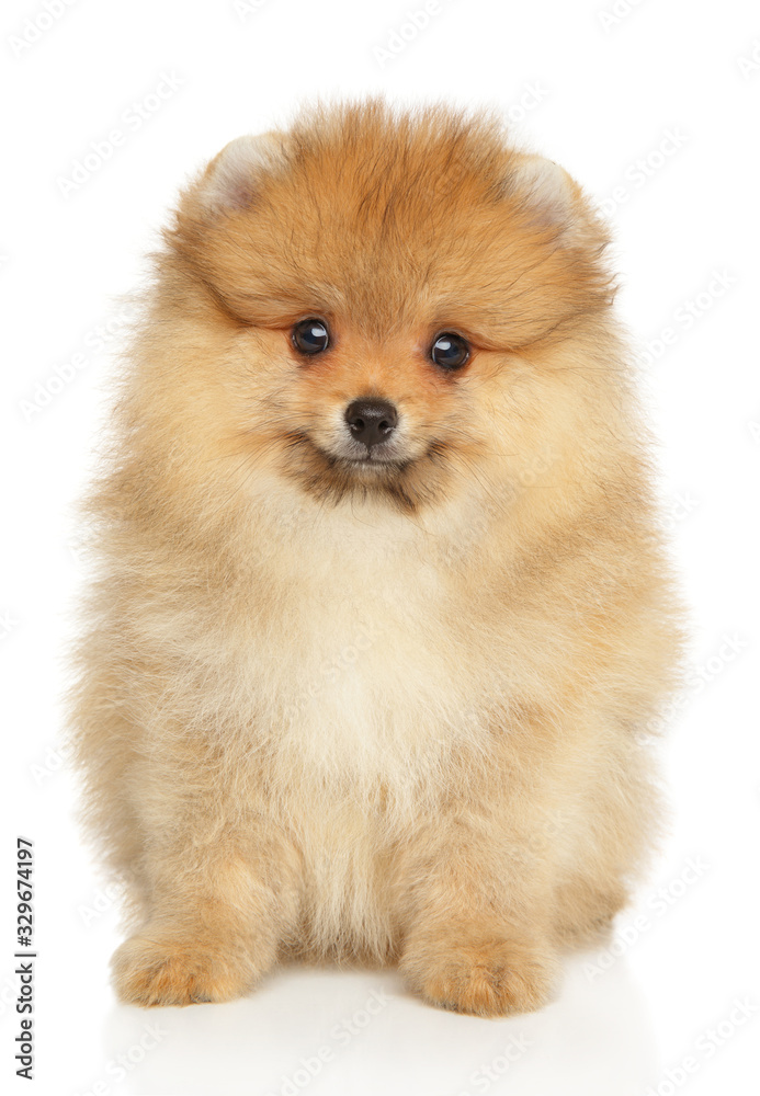 Portrait of a Pomeranian Spitz puppy Portrait of a Pomeranian Spitz puppy
