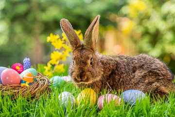 easter bunny and eggs