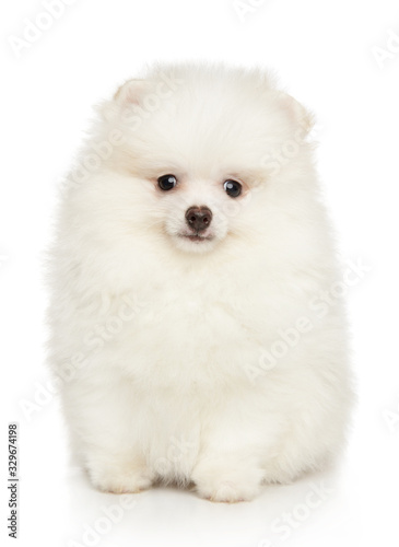 Cute white Pomeranian puppy © jagodka