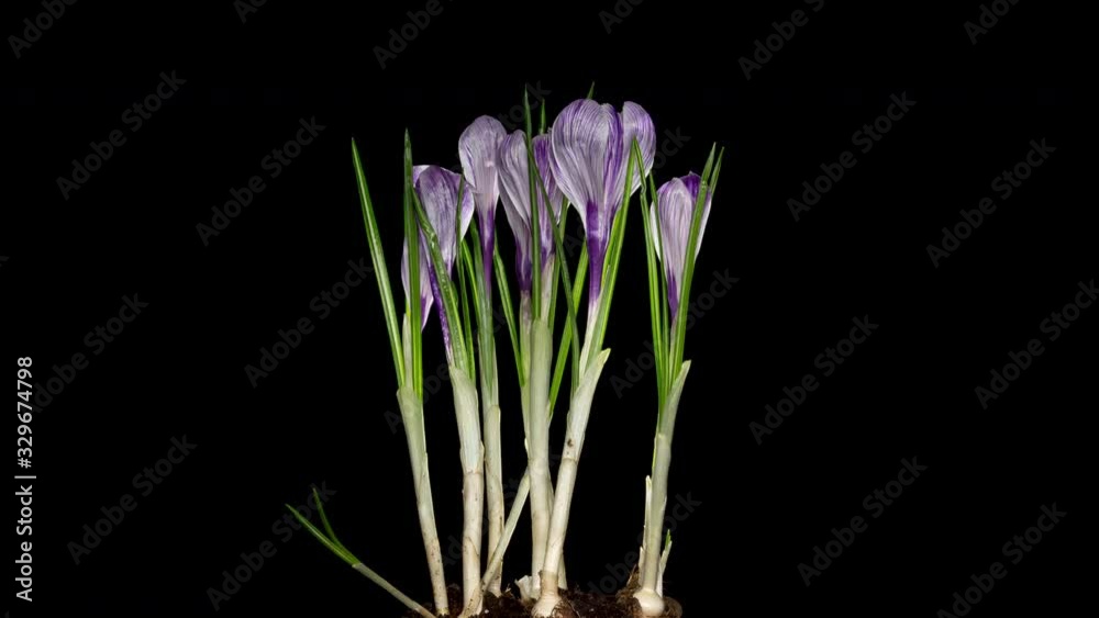Timelapse of crocus flower blooming on black background