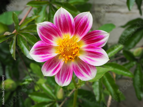 Pink Dahlia