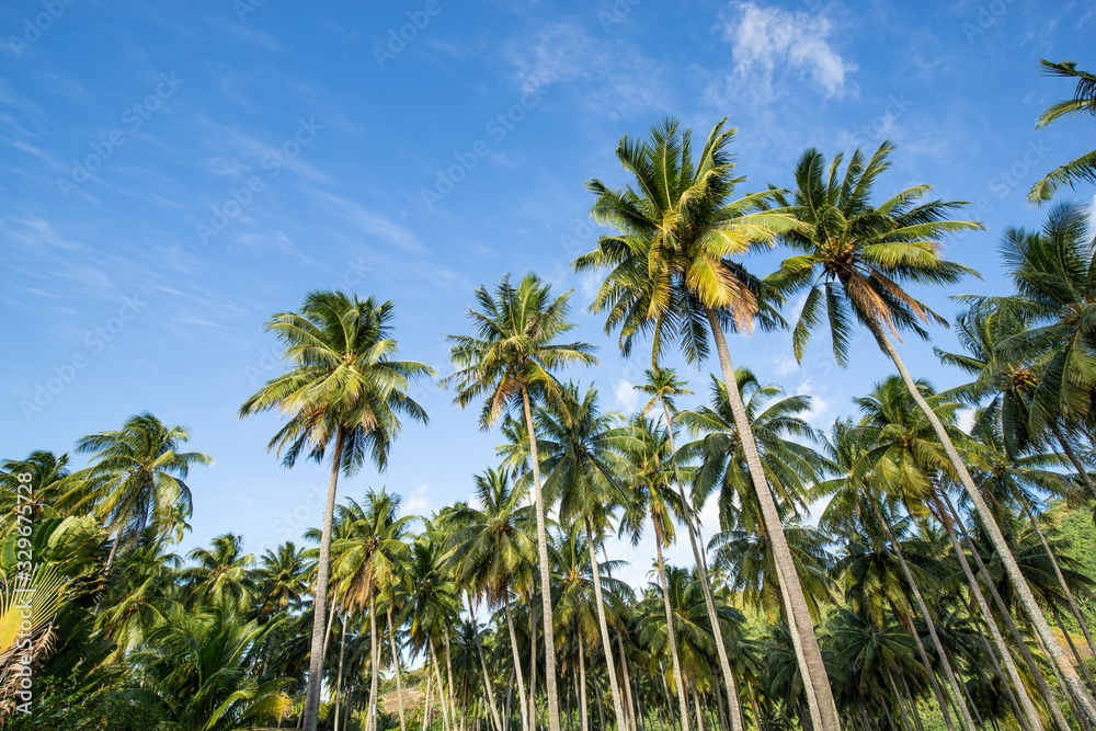 Palm trees in front of blue sky