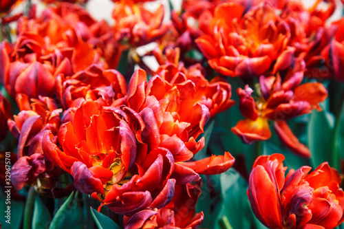 bunch of tulip flowers close up for background, flowerbed untypical macro, many petails bright colored