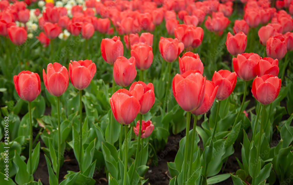 Obraz premium Spring backround. Red tulips on a green.
