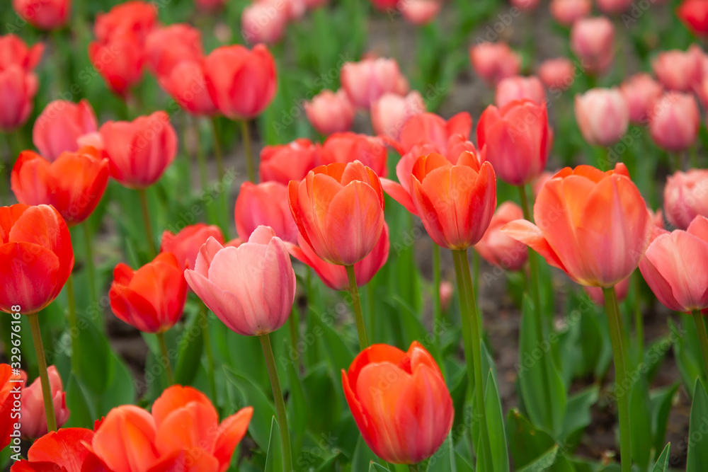 Spring backround. Red tulips on a green.