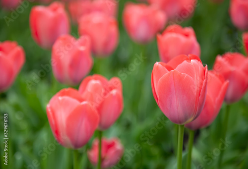 Spring backround. Red tulips on a green.