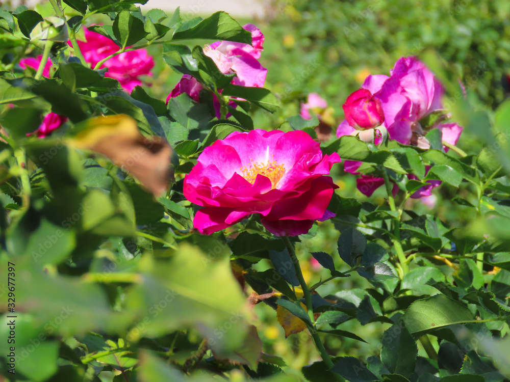 Pink roses with a green background