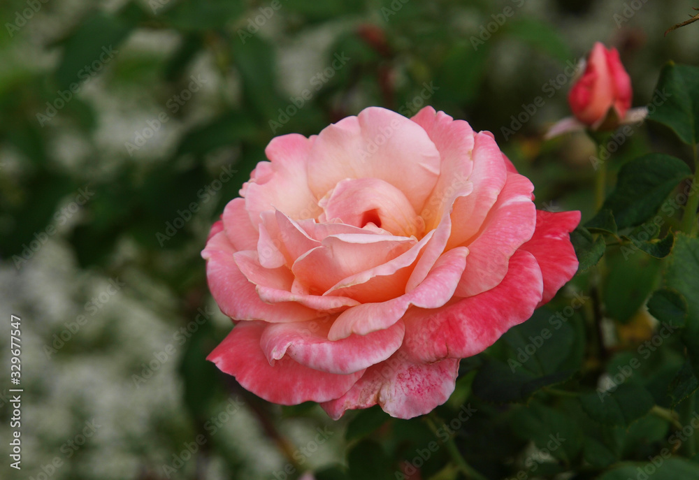 Pink roses with a green background Pink roses with a green background