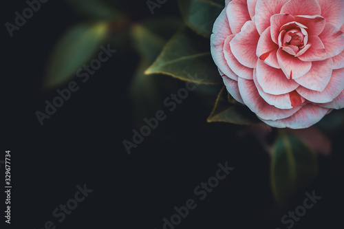 Fototapeta Naklejka Na Ścianę i Meble -  pink rose on black background