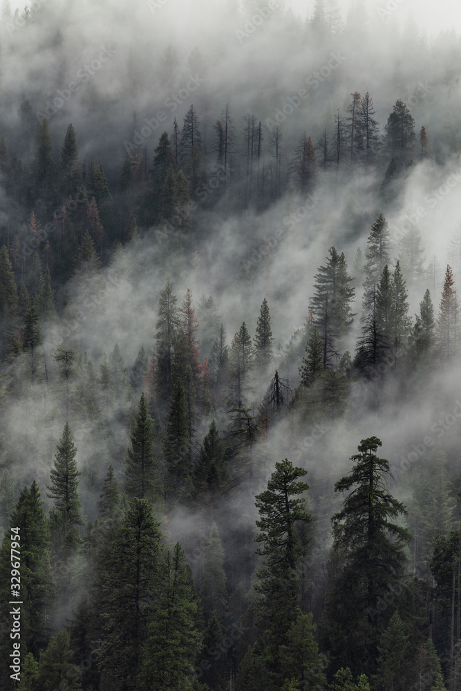 Yosemite trees with clouds moving past them