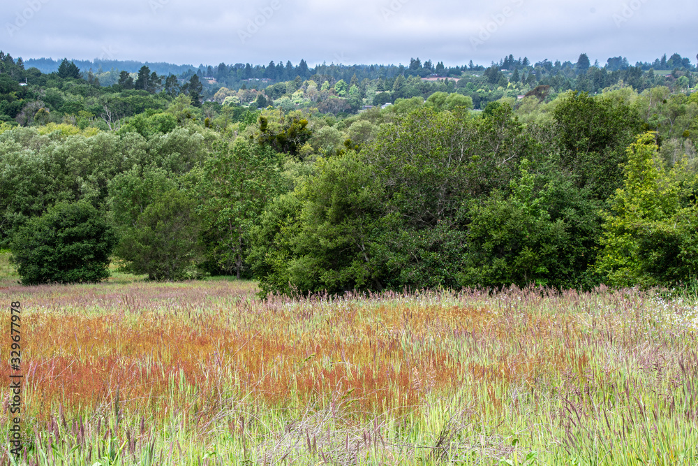 Meadow at Ragle Ranch Regional Park, Sonoma County, California, USA.