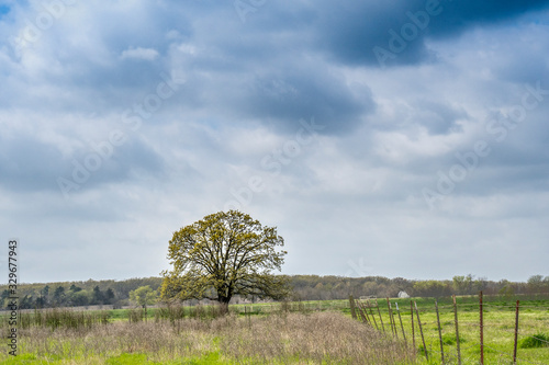 Lone tree stands in a pasture on a spring day. photo