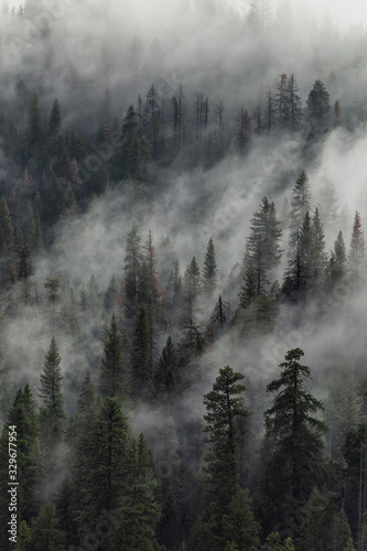 Yosemite trees with clouds moving past them © Nate