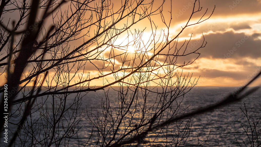Sunset tree and sea Sunset tree and sea