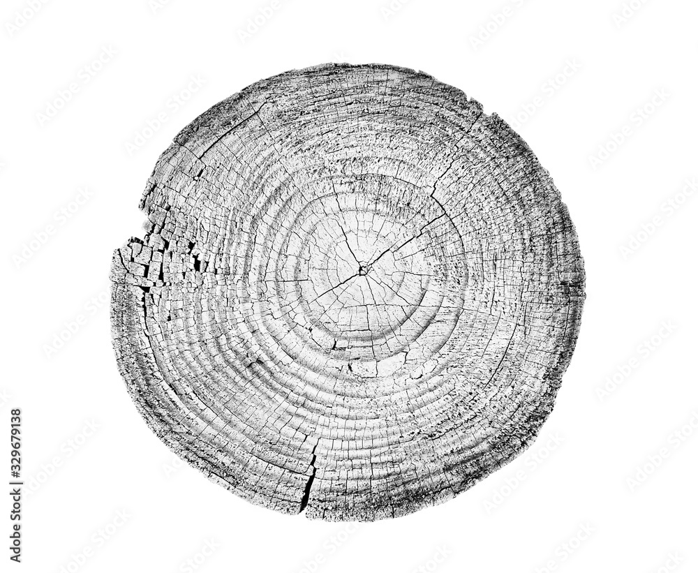 Close up annual rings, tree trunk cross section | Stable Diffusion