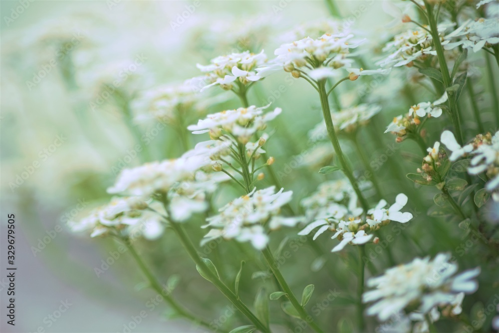 small white flowers grow in the spring garden small white flowers grow in the spring garden
