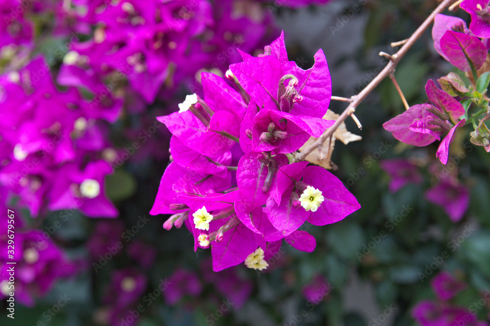 Detail of a bougainvillea branch full of violet flowers Detail of a bougainvillea branch full of violet flowers