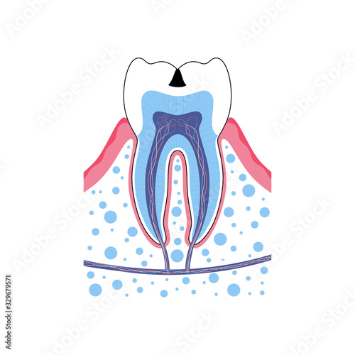 Vector isolated illustration of tooth 