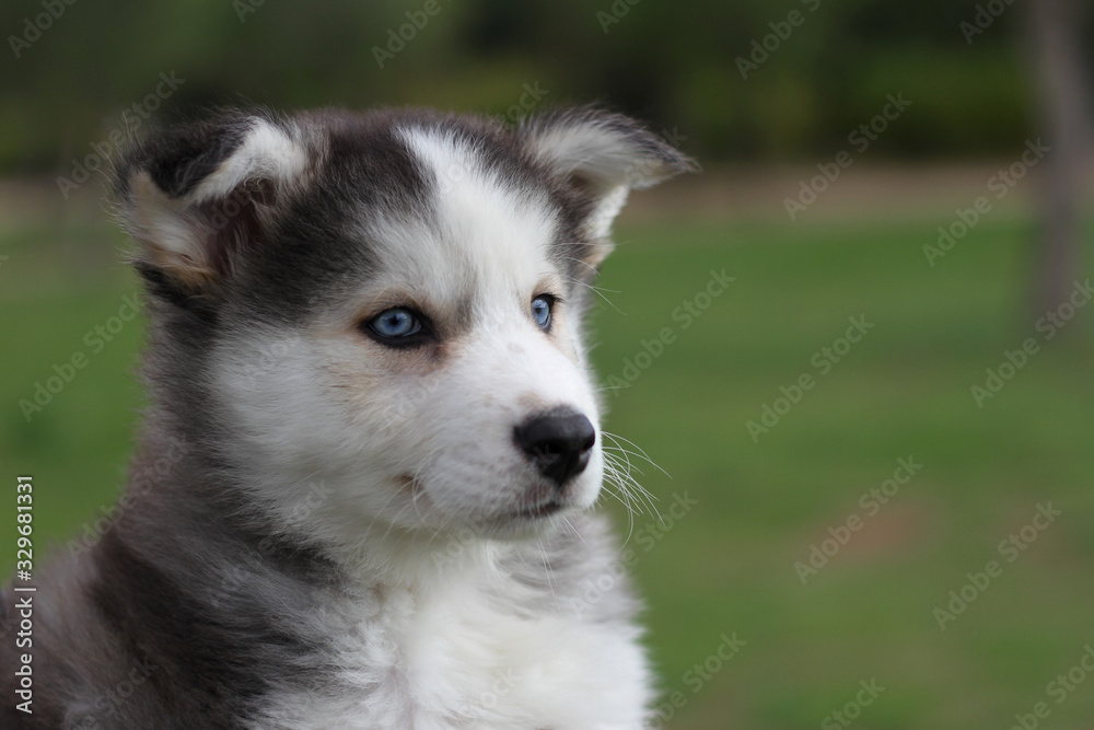 husky cachorro ojos azules