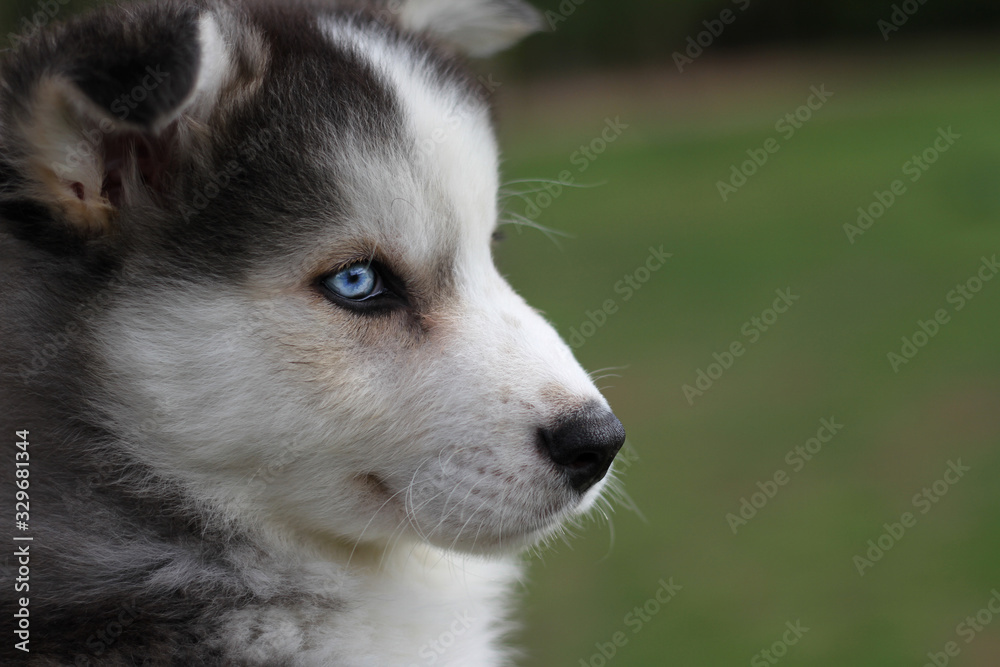 husky cachorro ojos azules