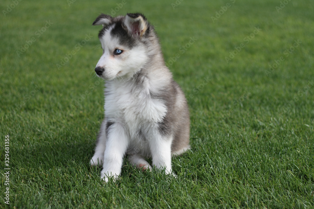 Husky Puppy Sitting on the grass