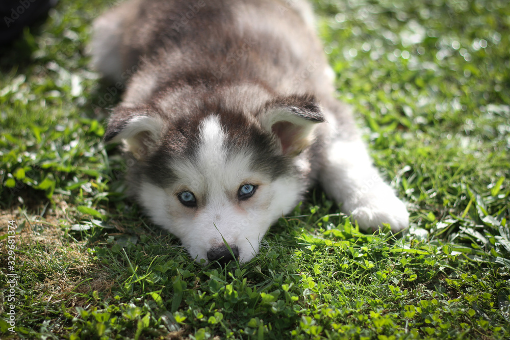 Husky Puppy in the park