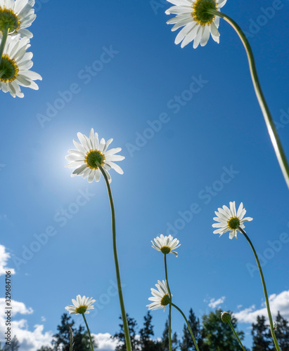 daisies sun blue sky