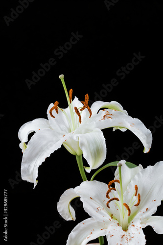 Close-up of elegant fragrant lilies