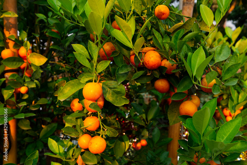 Real Orange in the Orange Plantation Farm in the Morning, Natural Ripe Organic Fruits