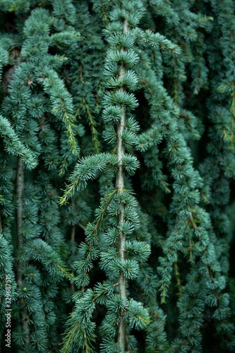 Natural green pine leaves texture.