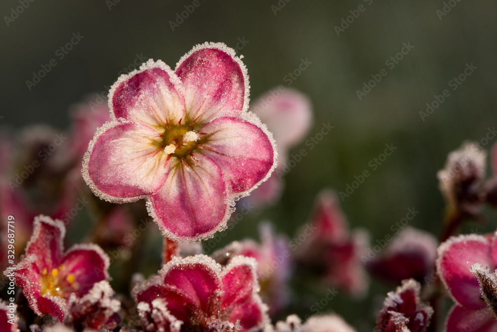 Obraz premium frosty pink flower