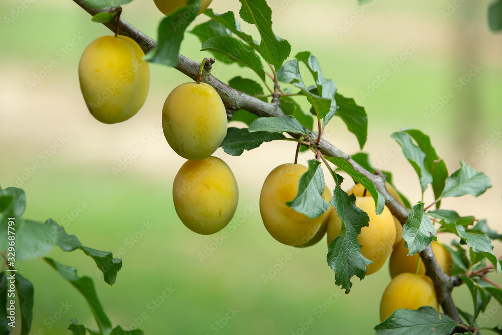 Fresh and juicy organic yellow plums hanging on a tree.