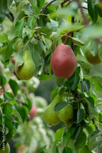 Fresh and juicy organic red pears hanging on a tree.