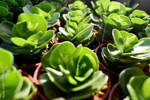 green succulent cactus 