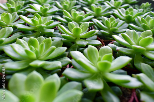 green succulent cactus 