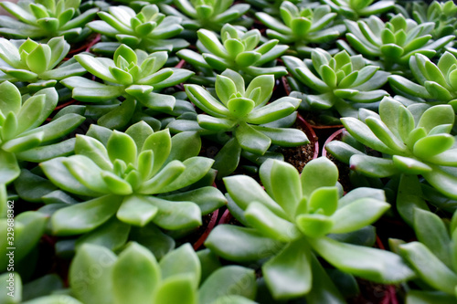 green succulent cactus 