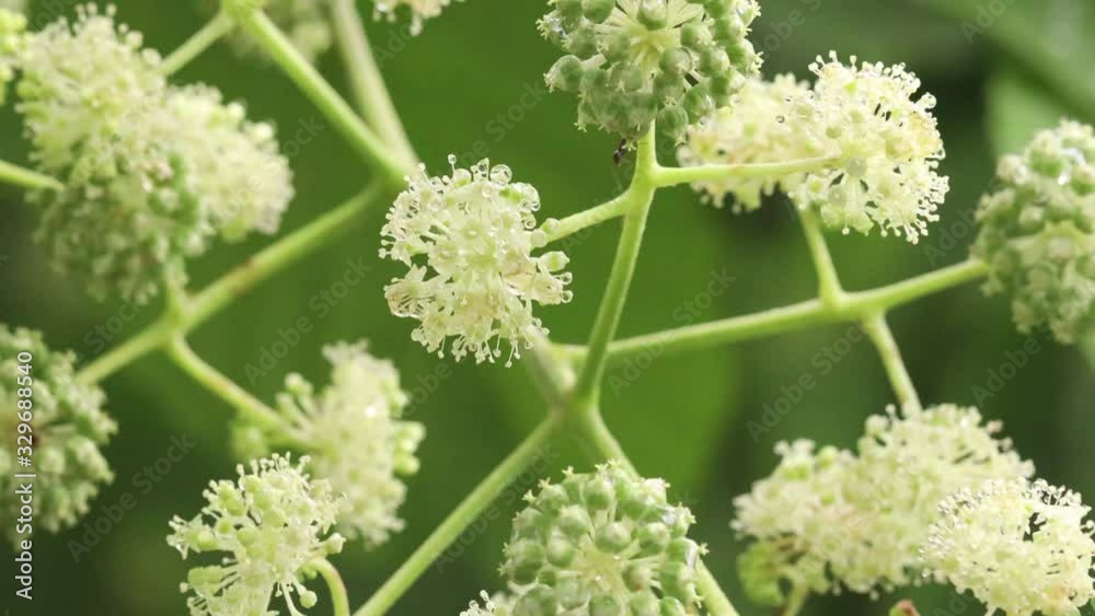 ウドの花と歩き回るアリ ウドの花と歩き回るアリ