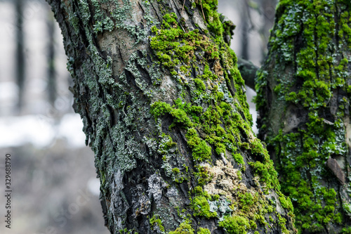 Obraz na płótnie Tree trunk in the forest, covered with green moss and lichen, close-up with a blurred background. w salonie