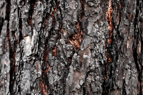 The texture of the charred pine bark, close-up. © Denis Gavrilov Photo