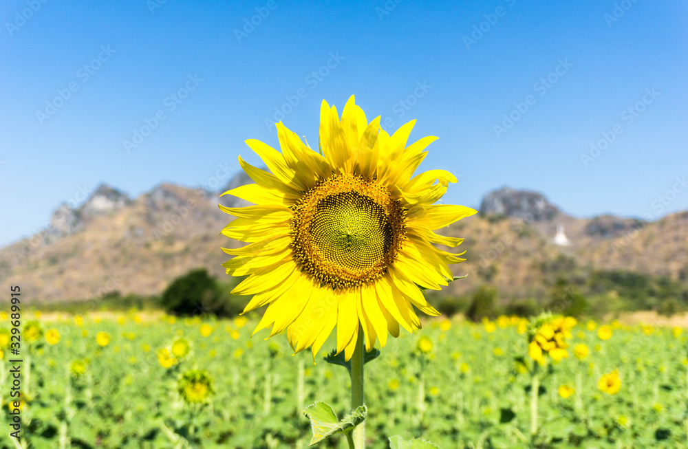 Fototapeta premium Sun flower field in thailand with mountain and blue sky backgorund