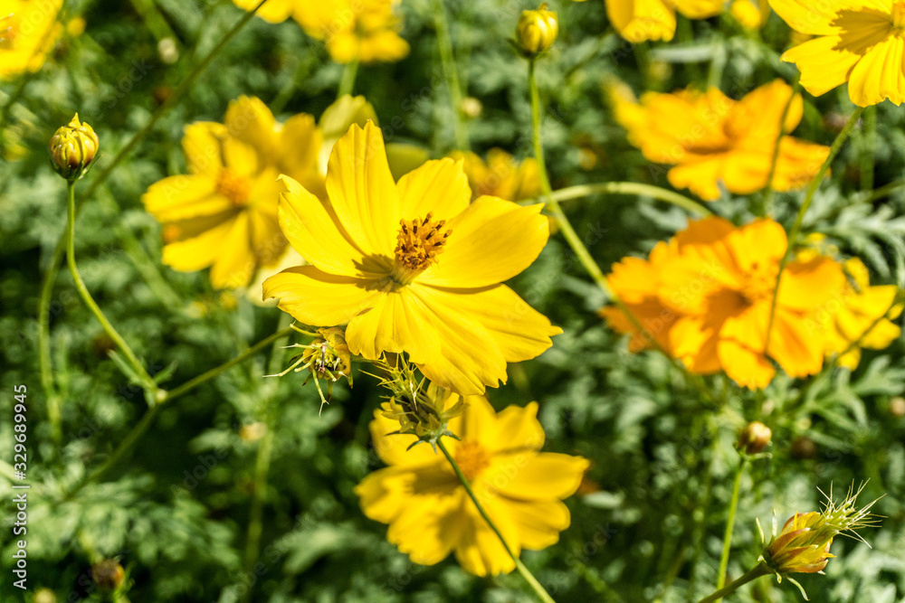 Yellow cosmos flower in the garden Yellow cosmos flower in the garden