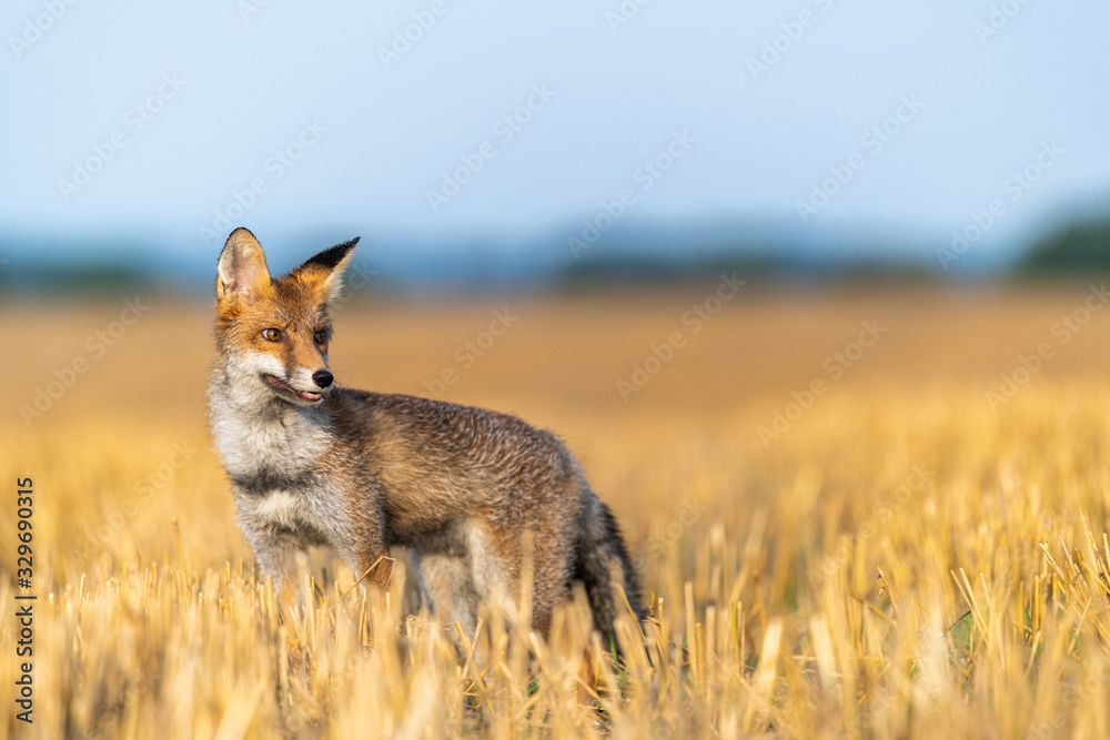 Obraz premium Fox on the field and looking around