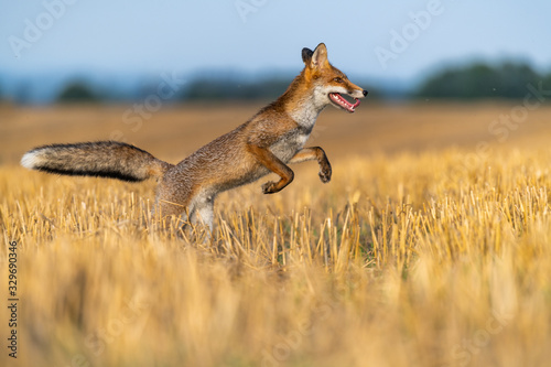 Obraz na plátně Fox running in the field and looking around
